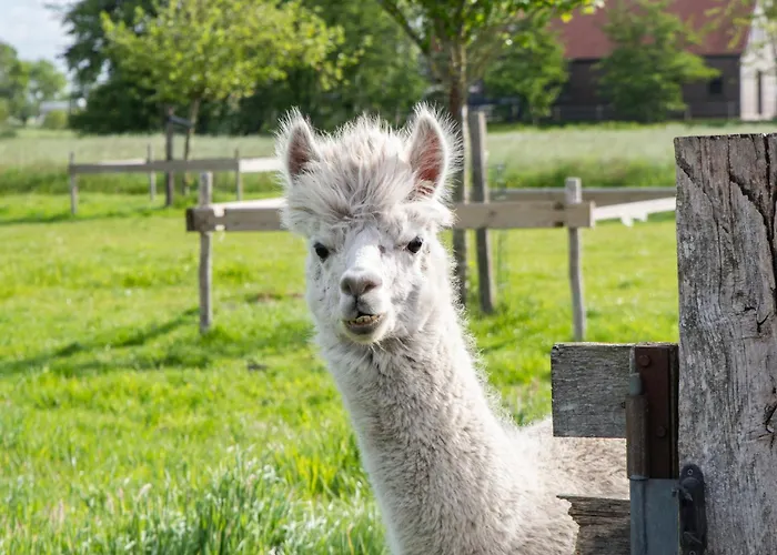 Zaanse Rietveld Logies شقة *